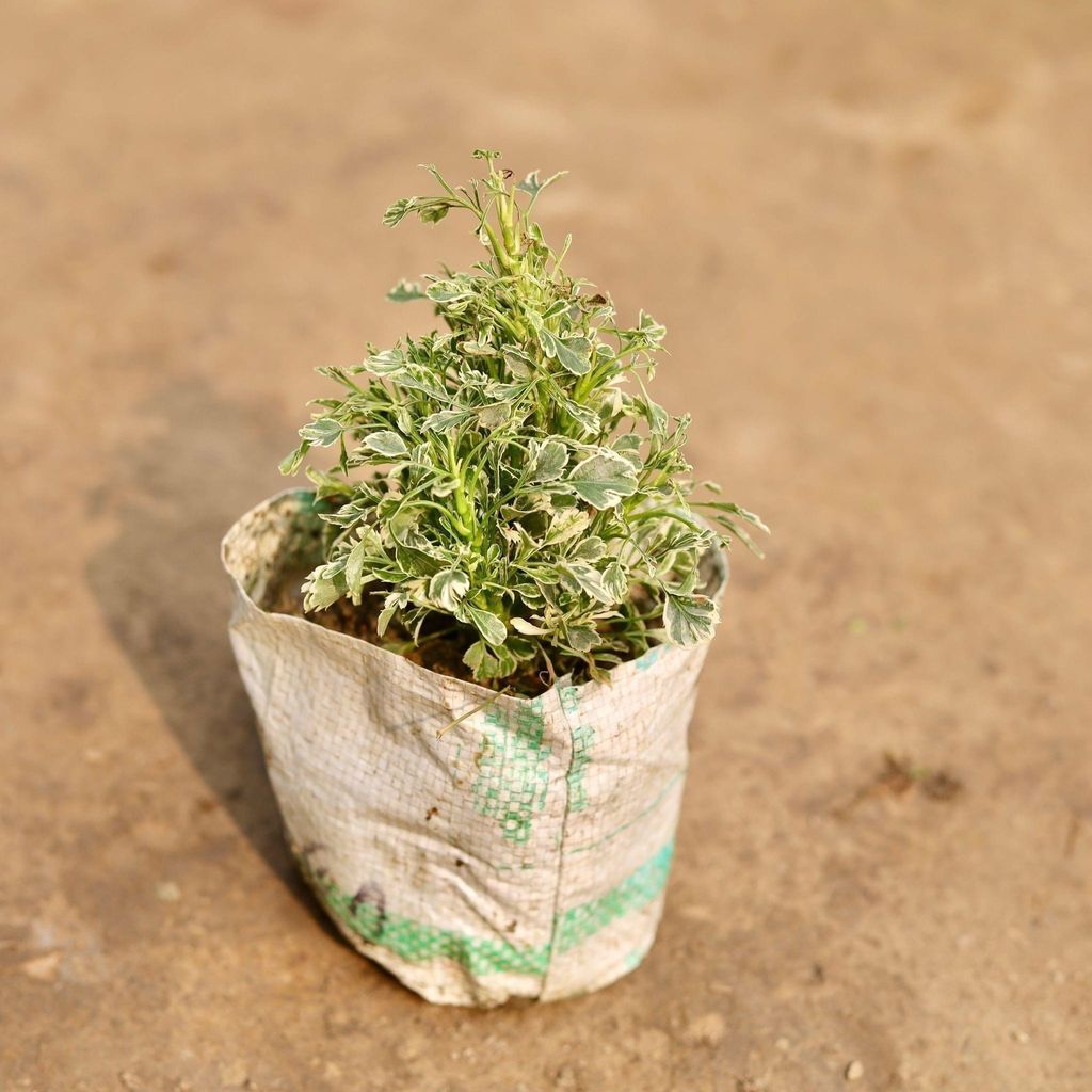 Aralia Variegated White in 5 Inch Nursery Bag