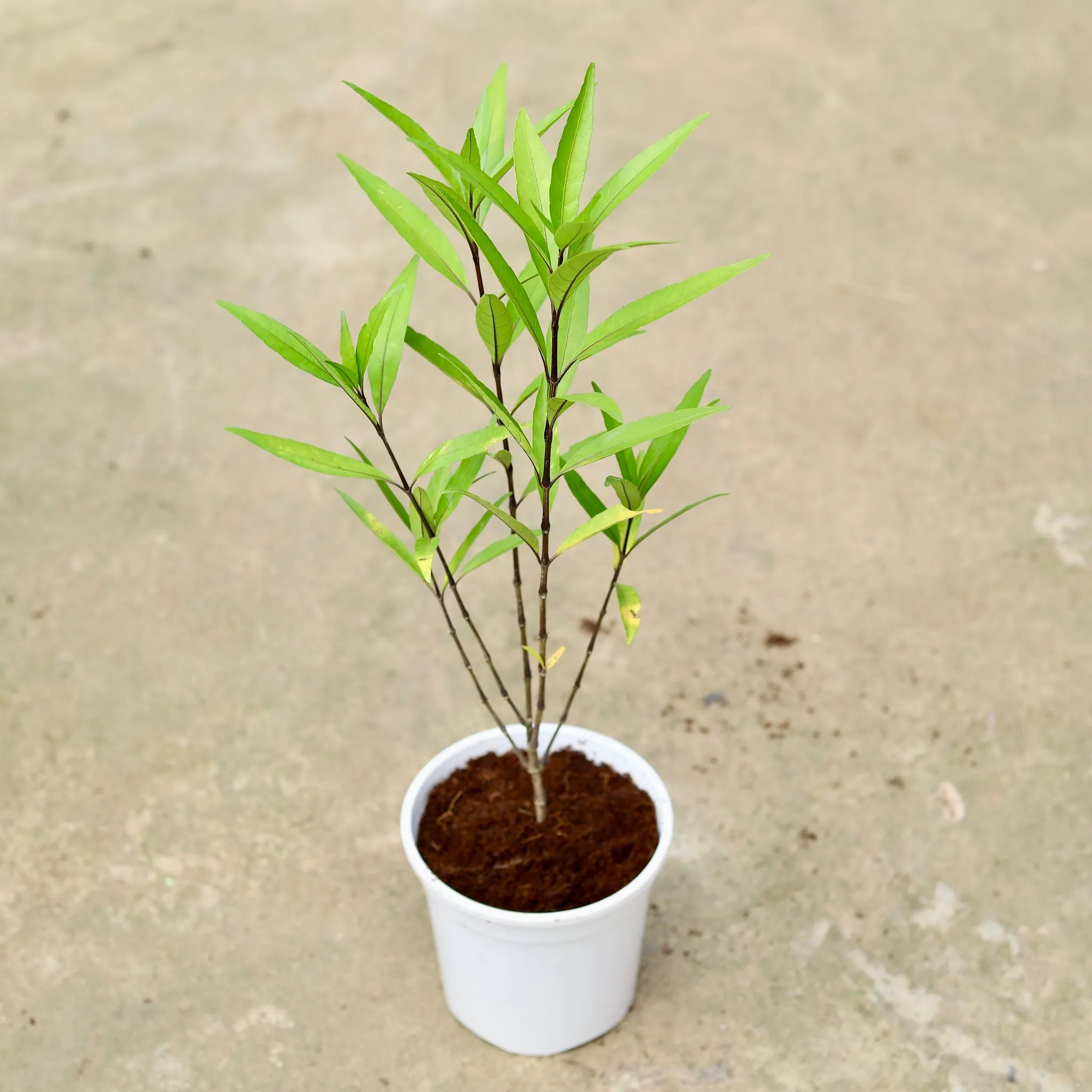 Sukh Shanti in 6 Inch White Nursery Pot