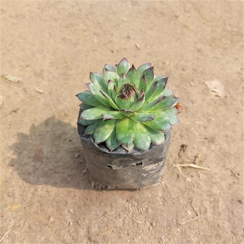 Hens & Chicks Succulent in 3 Inch Nursery Bag