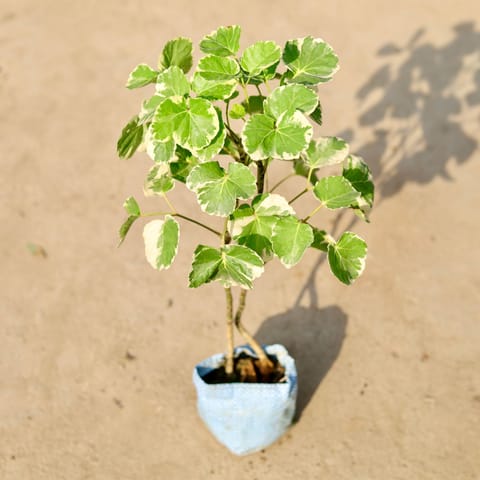 Aralia Apple in 4 Inch Nursery Bag