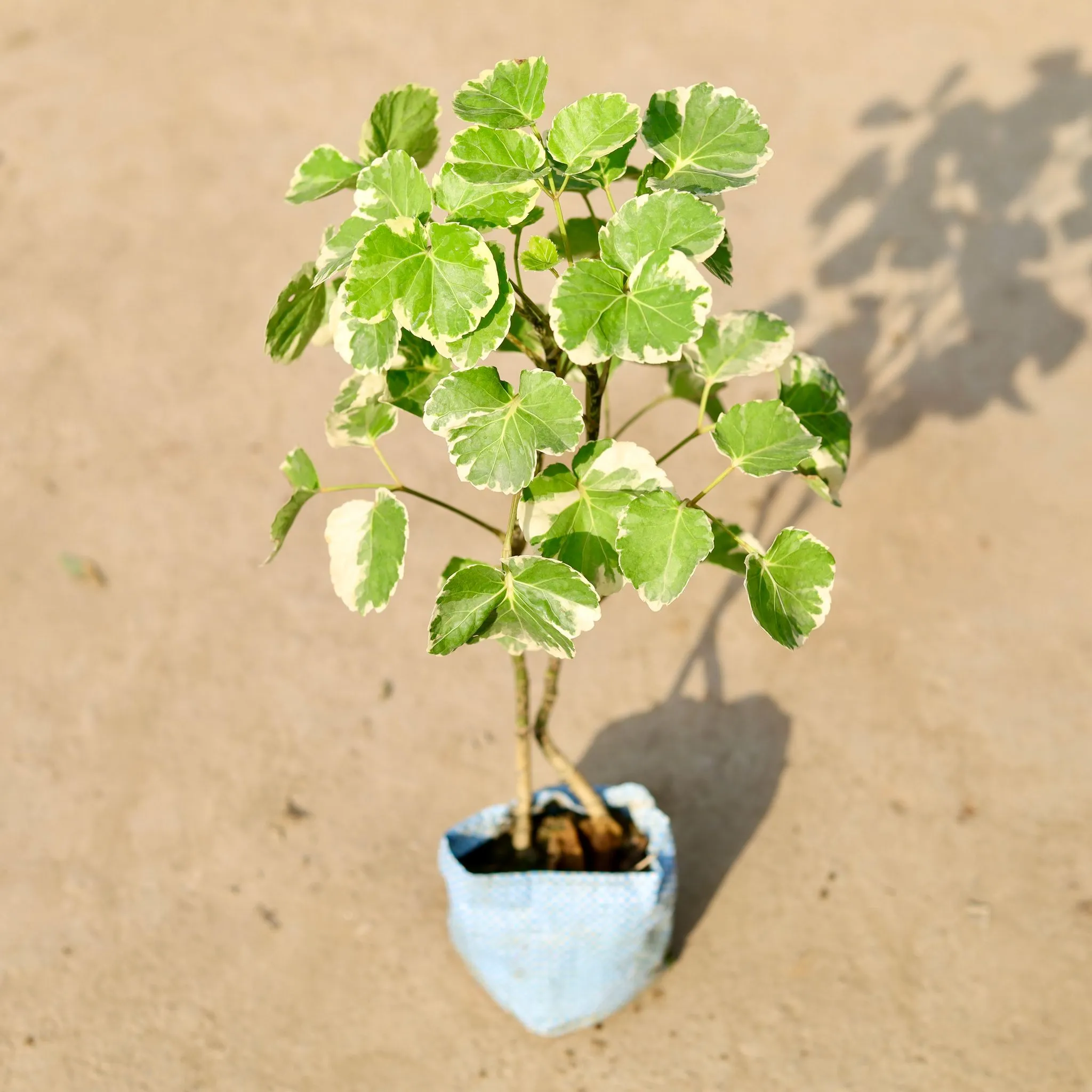 Aralia Apple in 4 Inch Nursery Bag
