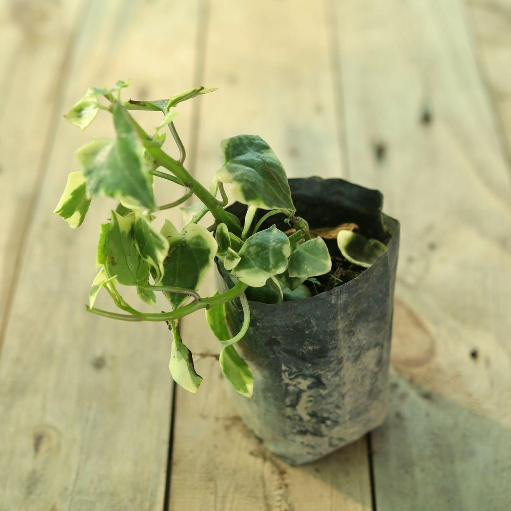 English Ivy in 4 Inch Nursery Bag English Ivy in 4 Inch Nursery Bag