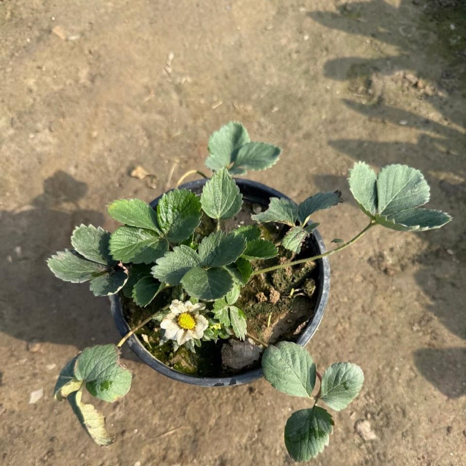 Buy Strawberry in 6 Inch Nursery Pot Online | Urvann.com Strawberry in 6 Inch Nursery Pot