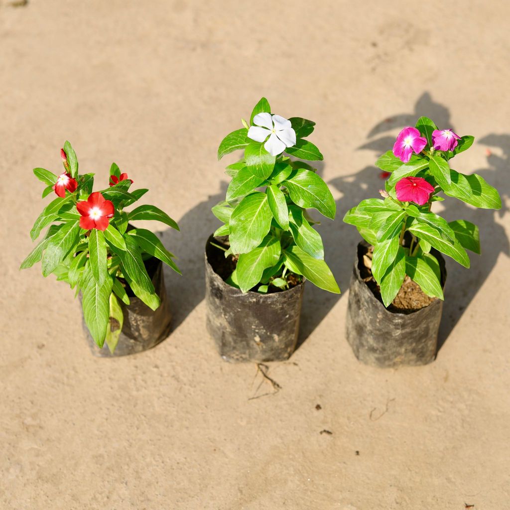 Set of 3 - Periwinkle / Vinca / Sadabahar (any colour) in 4 Inch Nursery Bag