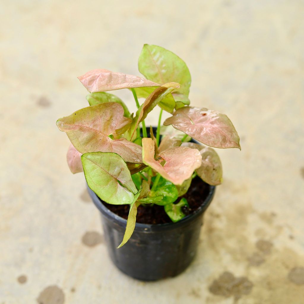 Buy Syngonium Pink in 4 Inch Nursery Pot Online | Urvann.com Syngonium Pink in 4 Inch Nursery Pot