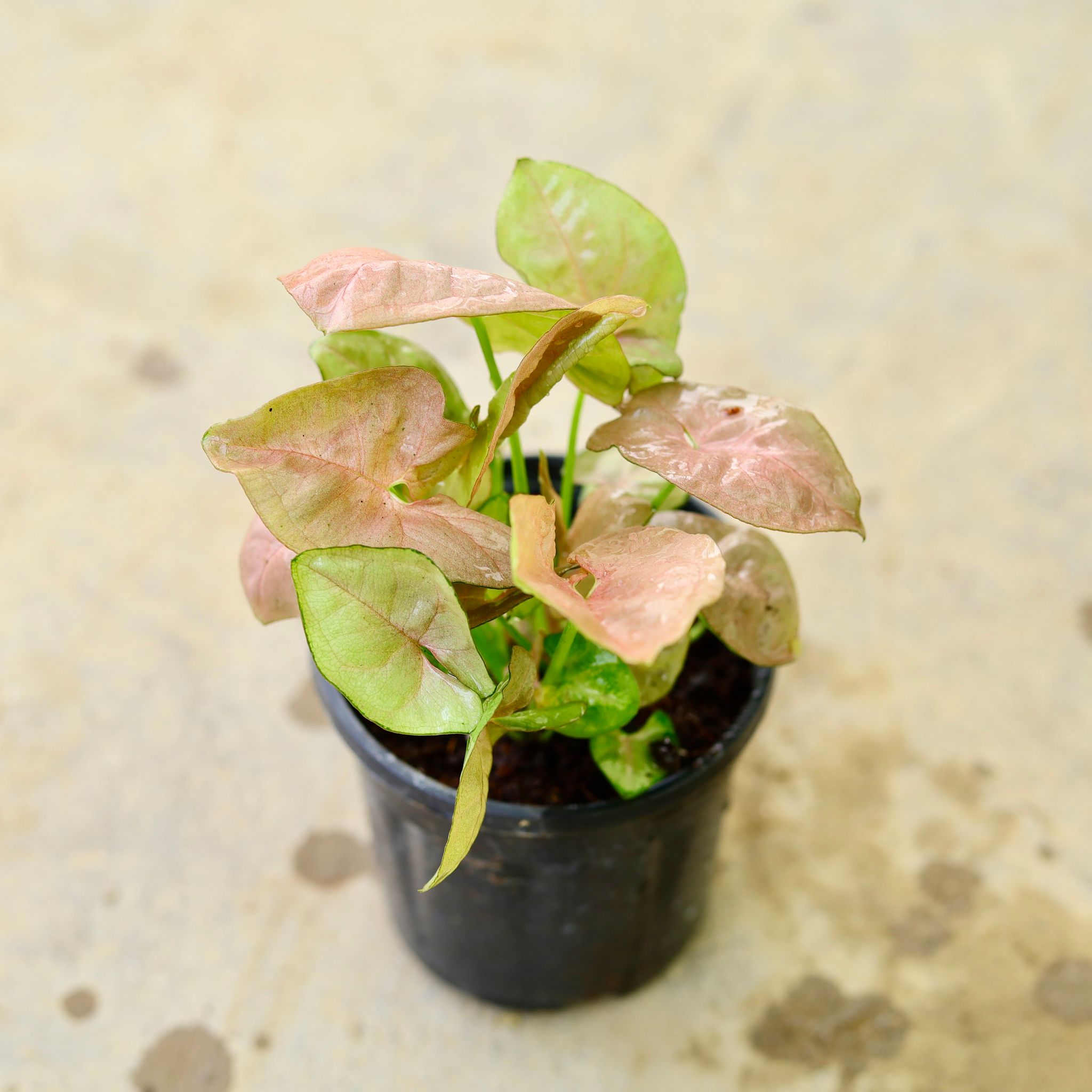 Syngonium Pink in 4 Inch Nursery Pot