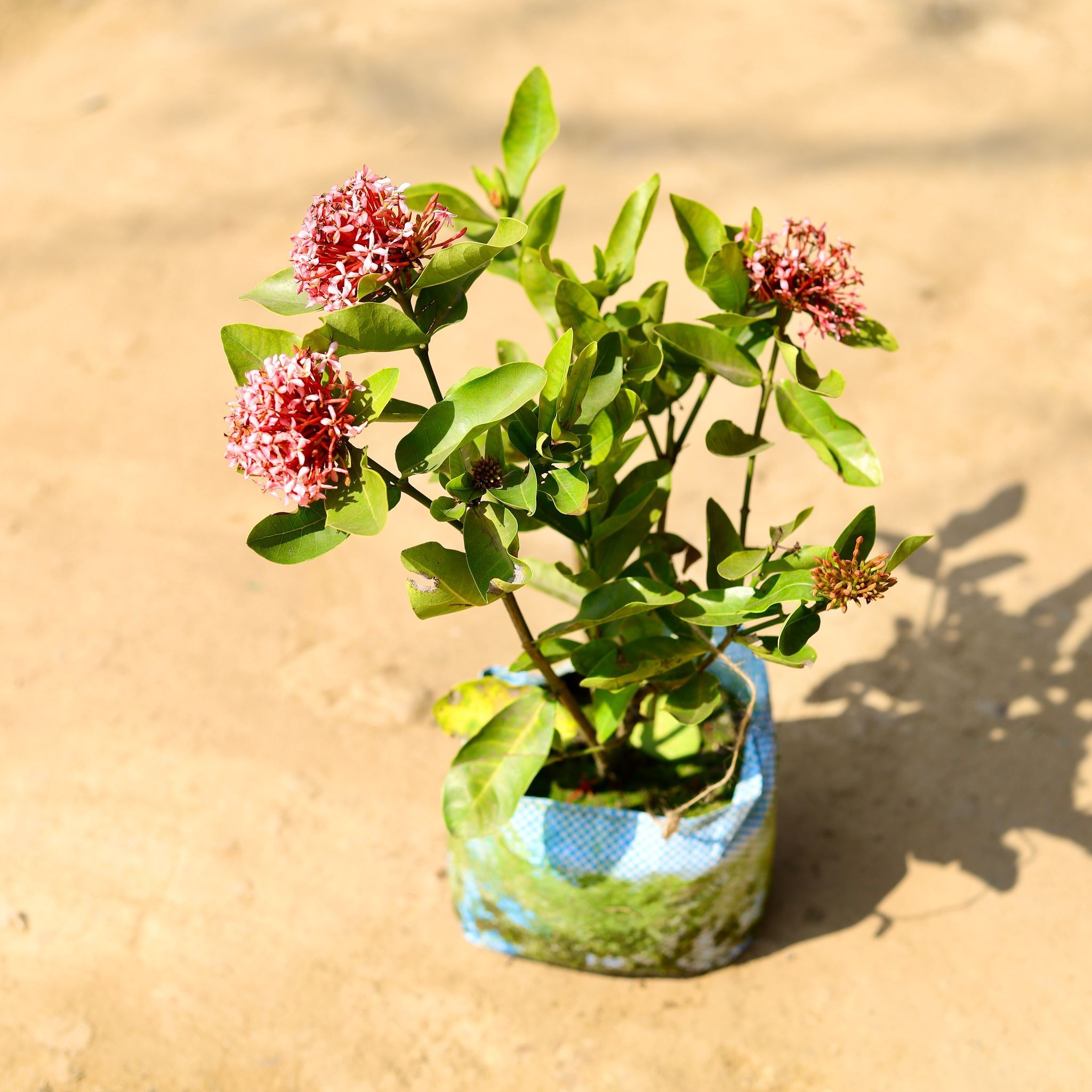 Ixora (any colour) in 7 Inch Nursery Bag