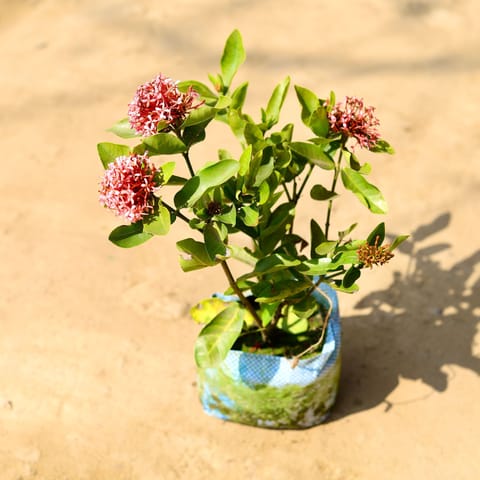 Ixora (any colour) in 7 Inch Nursery Bag