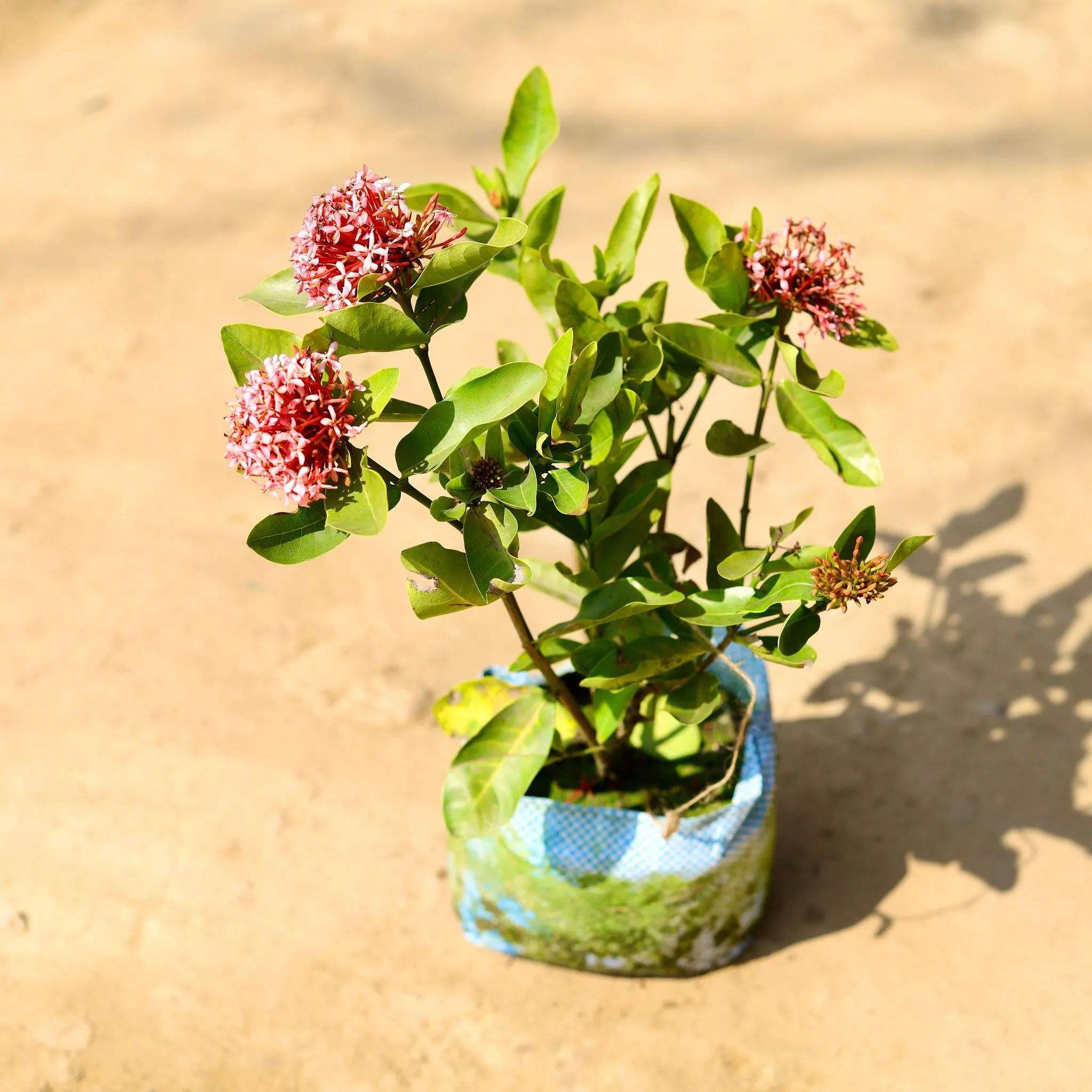 Ixora (any colour) in 7 Inch Nursery Bag