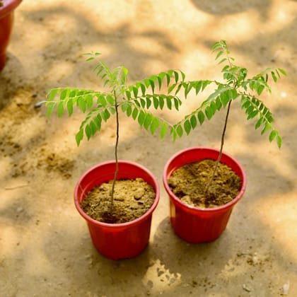 Buy Set of 2 - Curry Patta  in 6 Inch Red Super Nursery Pot Online | Urvann.com
