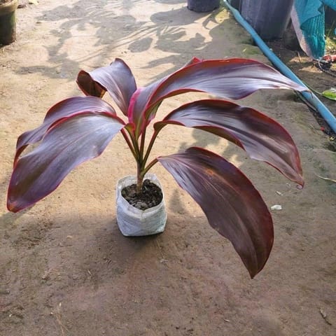 Dracaena Rosea in 5 Inch Nursery Bag