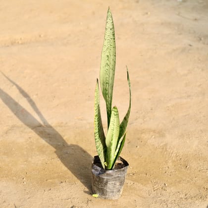 Buy Snake Green in 4 Inch Nursery Bag Online | Urvann.com