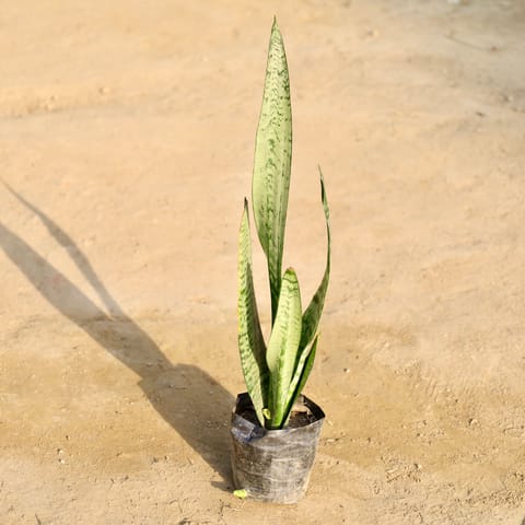 Snake Green in 4 Inch Nursery Bag