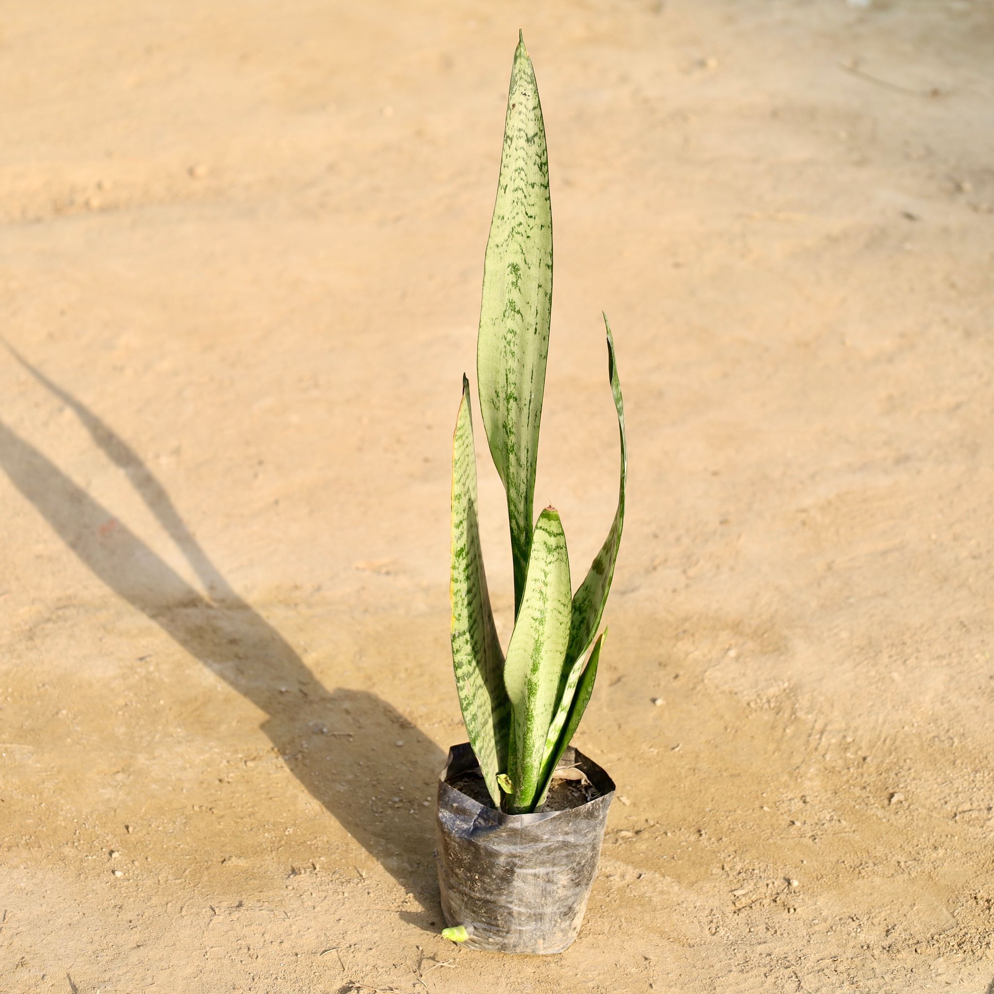 Snake Green in 4 Inch Nursery Bag