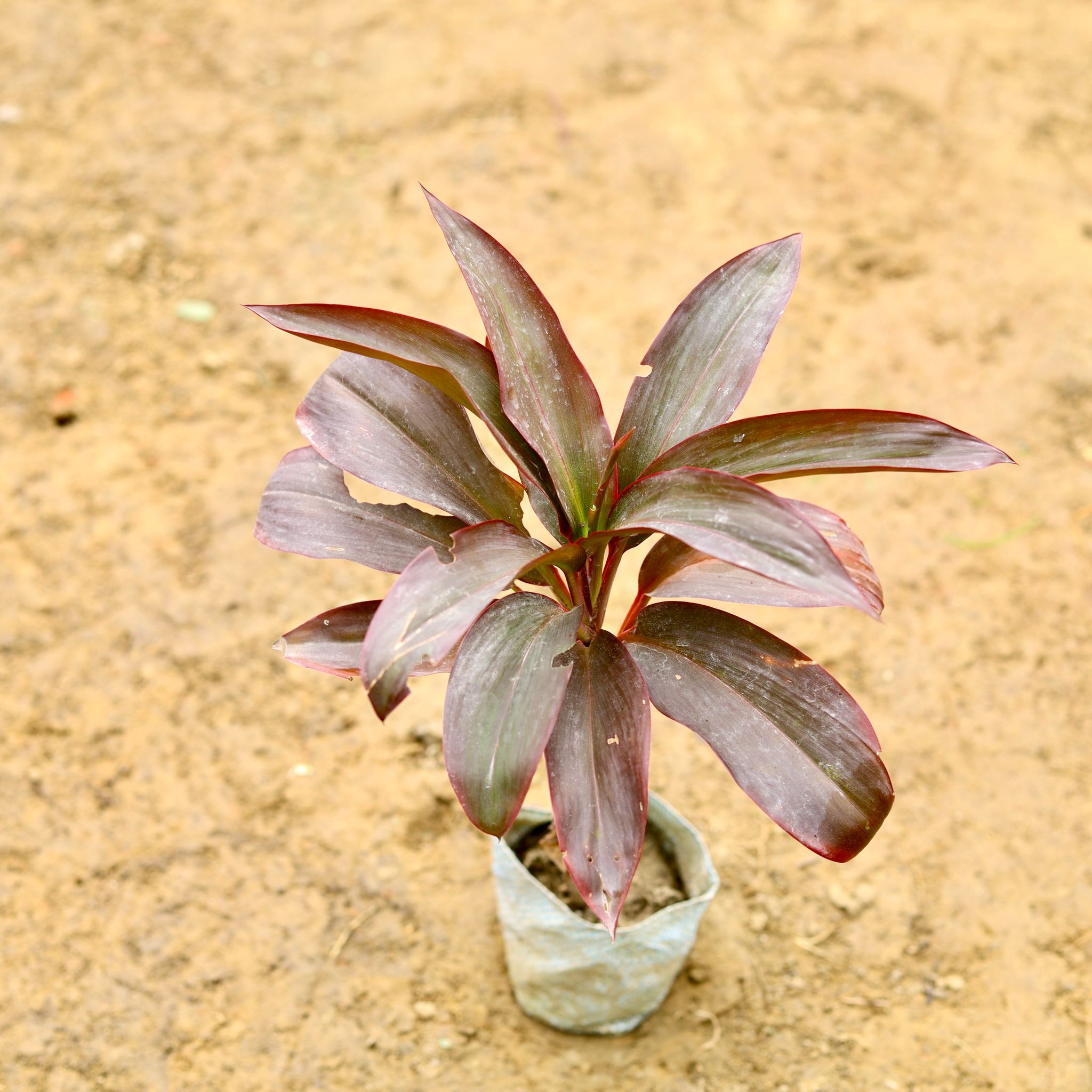 Dracaena Rosea in 4 Inch Nursery Bag