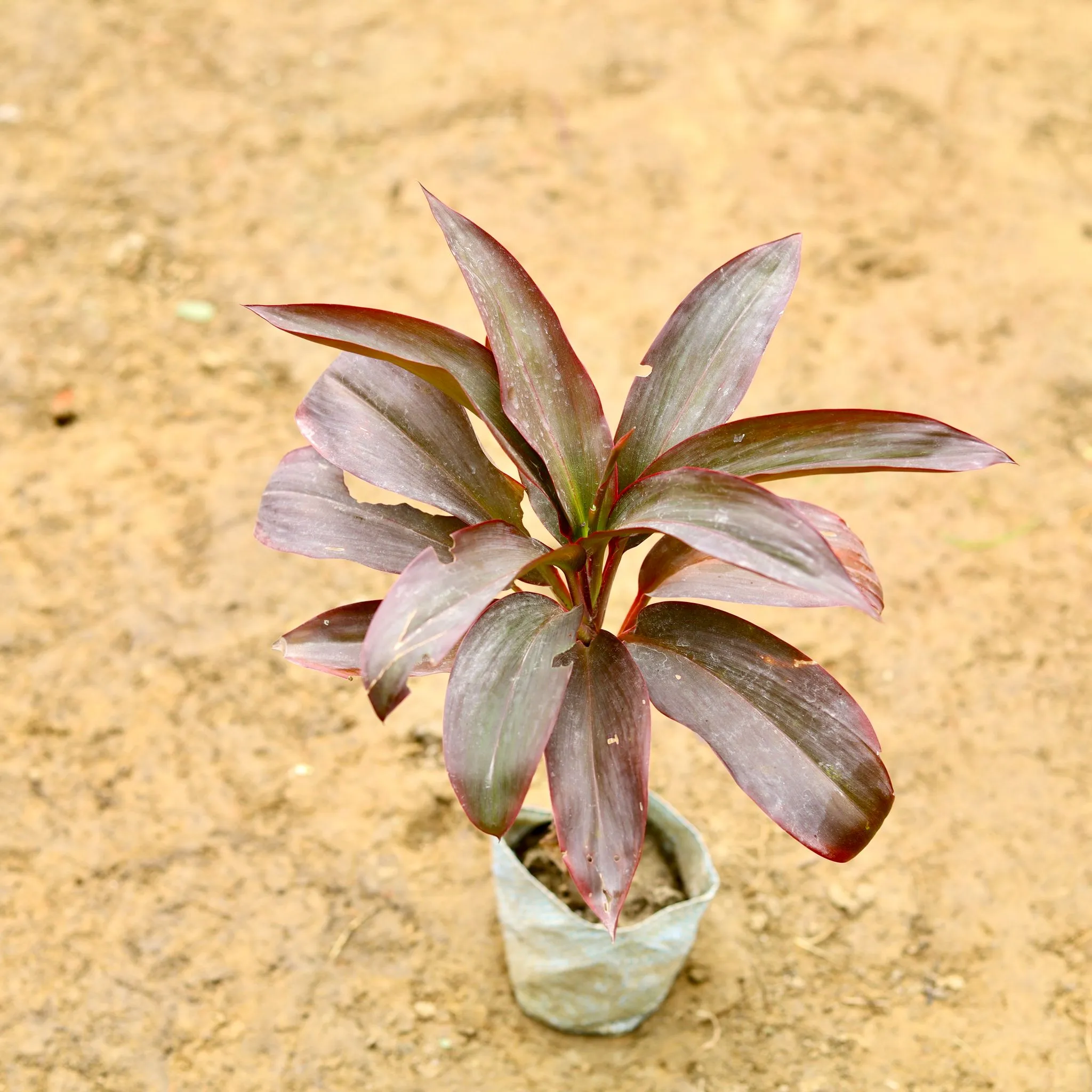 Dracaena Rosea in 4 Inch Nursery Bag