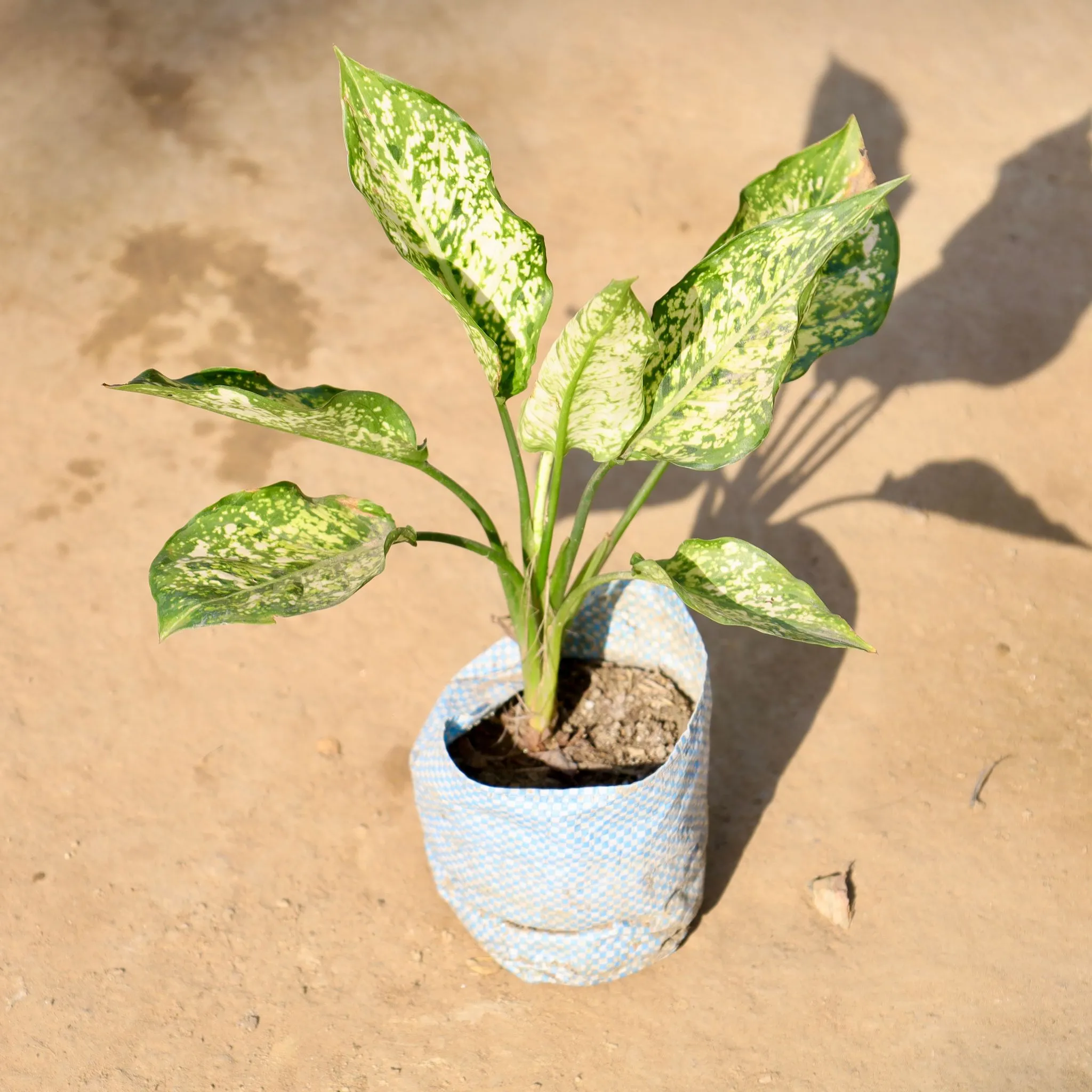 Aglaonema Snow White in 4 Inch Nursery bag