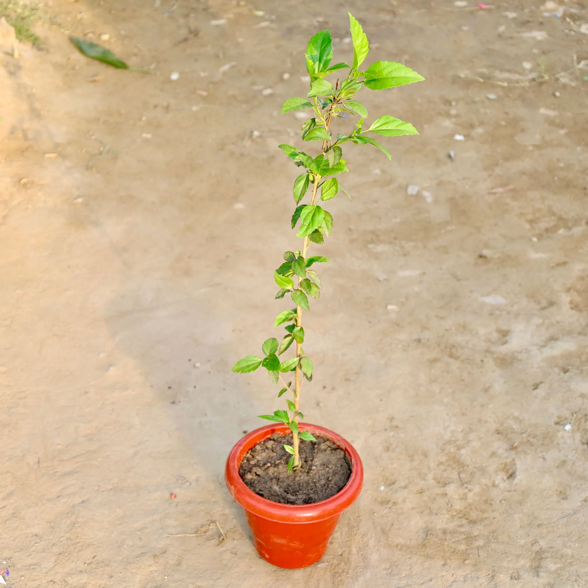 Hibiscus / Gudhal (Any Colour) in 8 Inch Red Classy Plastic Pot