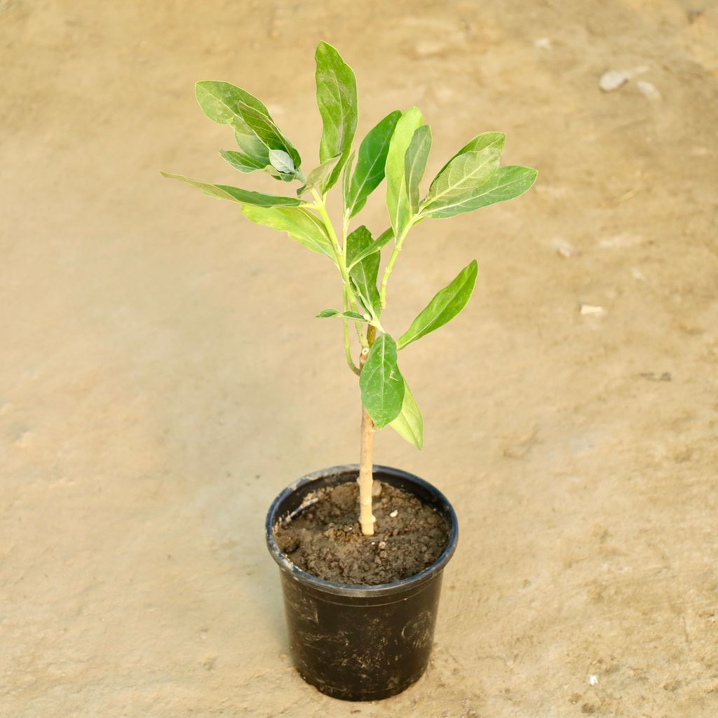 Buy Aak Plant in 6 Inch Nursery Pot Online | Urvann.com Aak Plant in 6 Inch Nursery Pot