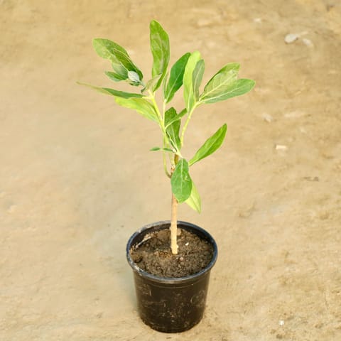 Aak Plant in 6 Inch Nursery Pot