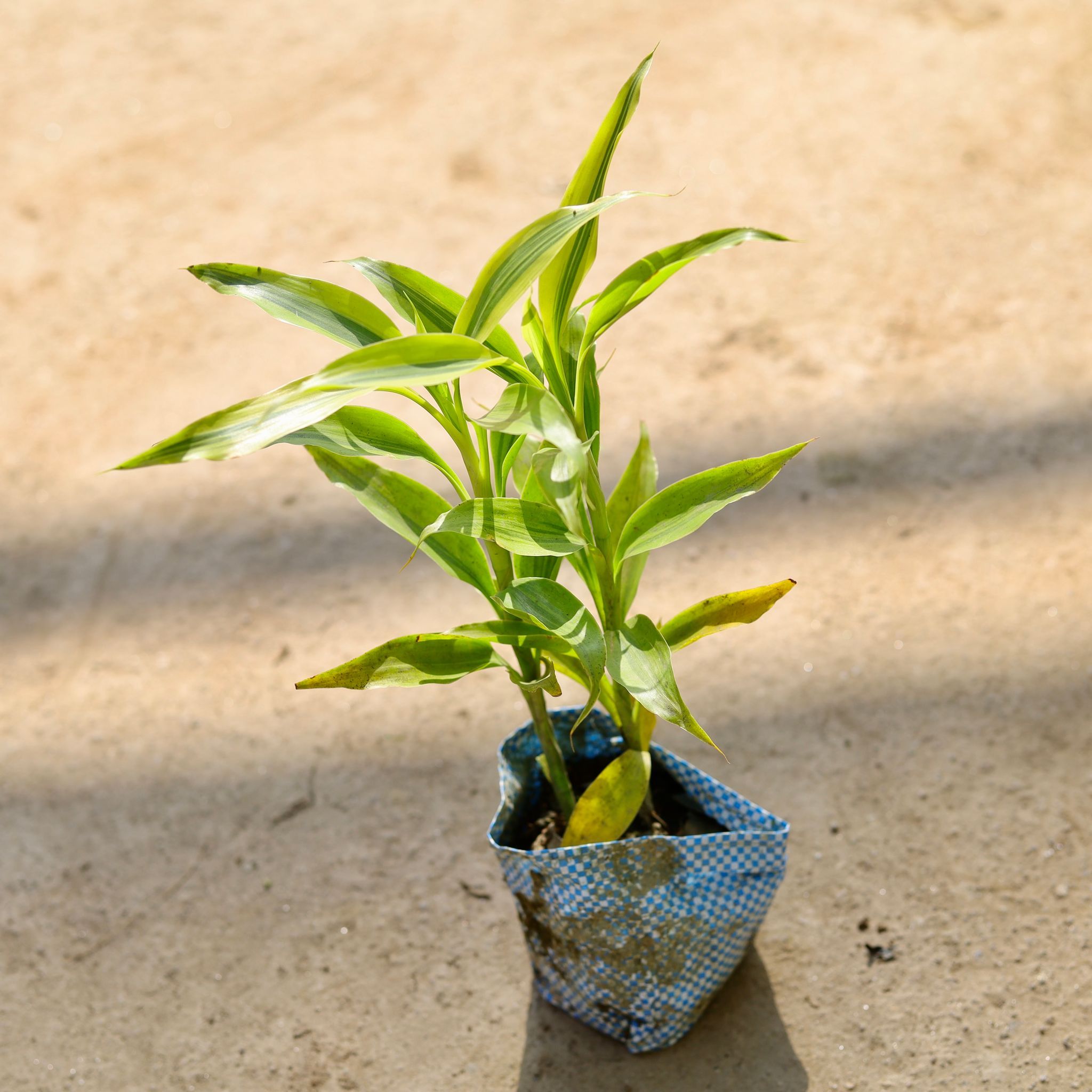 Lucky Bamboo in 4 Inch Nursery bag
