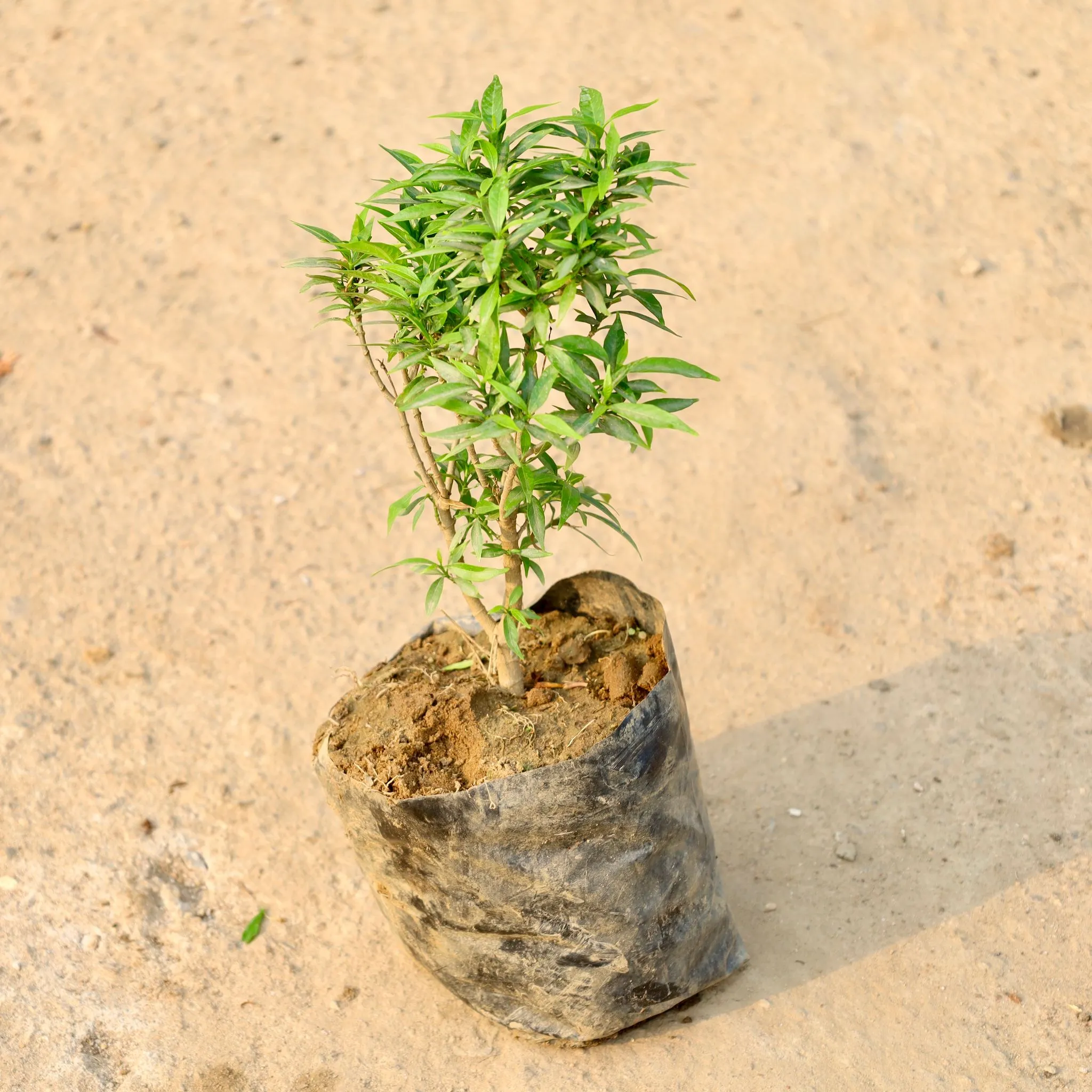 Chandni Dwarf in 8 Inch Nursery Bag