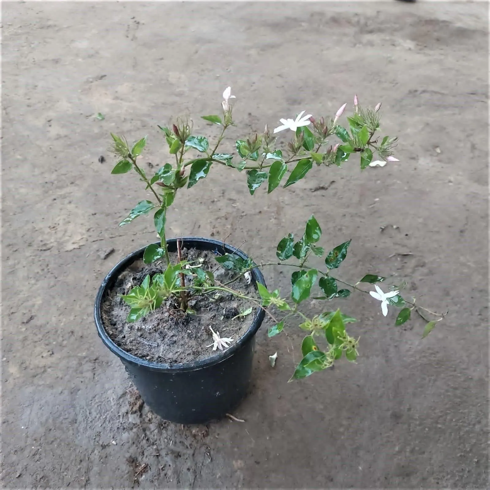 Kund Bel / Juhi / Star Jasmine in 6 Inch Nursery Pot