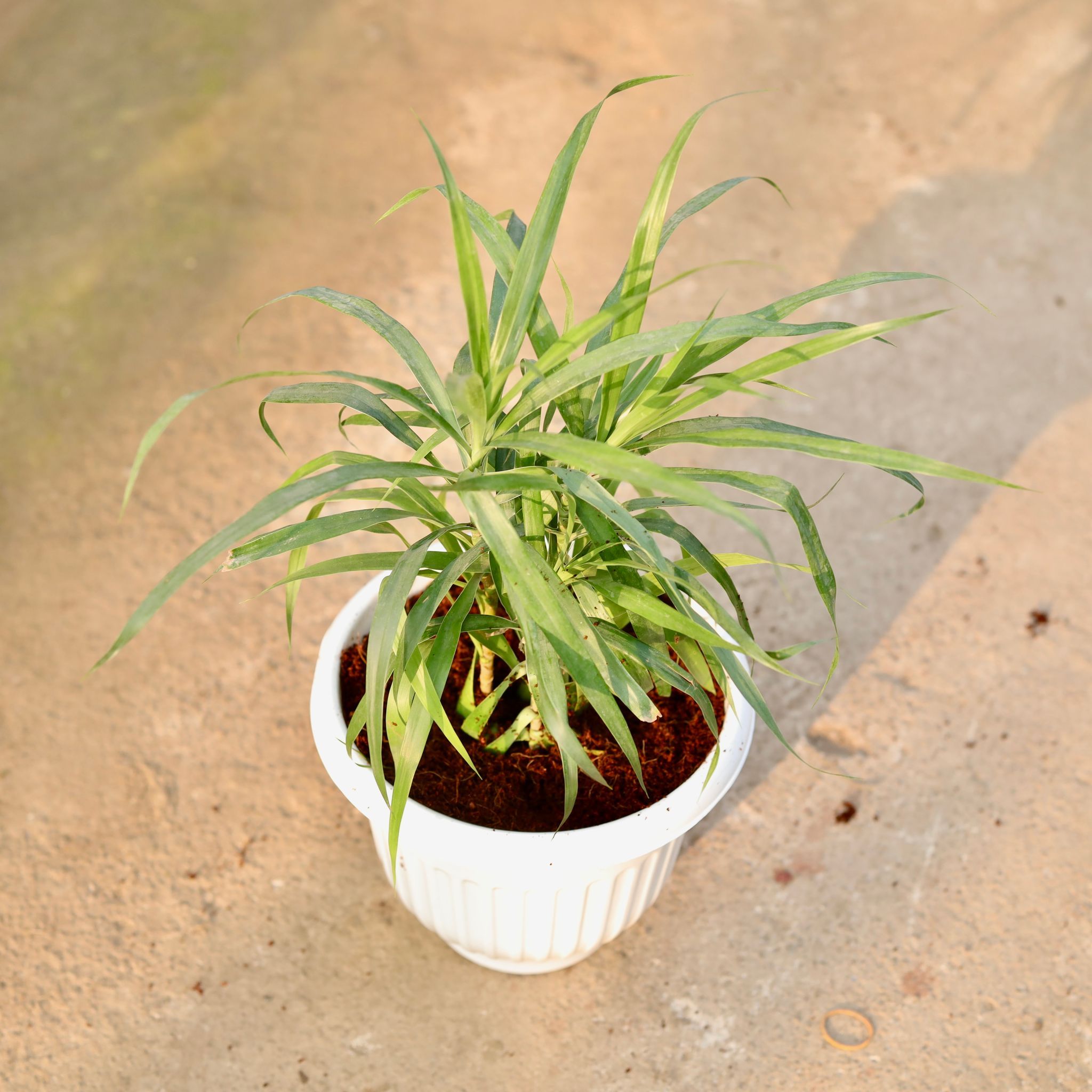 Dracaena Green in 8 Inch White Olive Plastic Pot