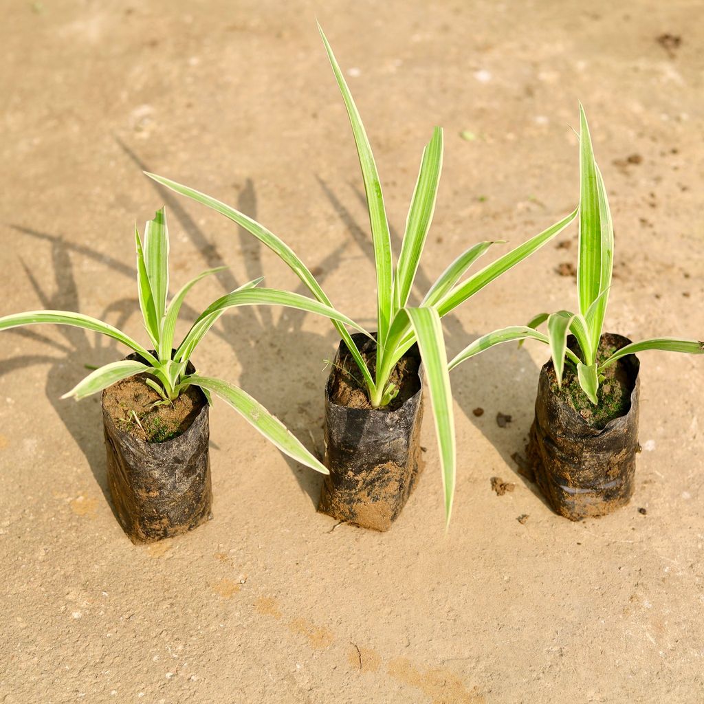 Buy Set of 3 - Spider in 4 Inch Nursery Bag Online | Urvann.com Set of 3 - Spider in 4 Inch Nursery Bag