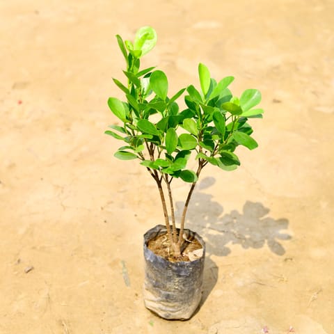 Ficus Moclaim in 5 Inch Nursery Bag