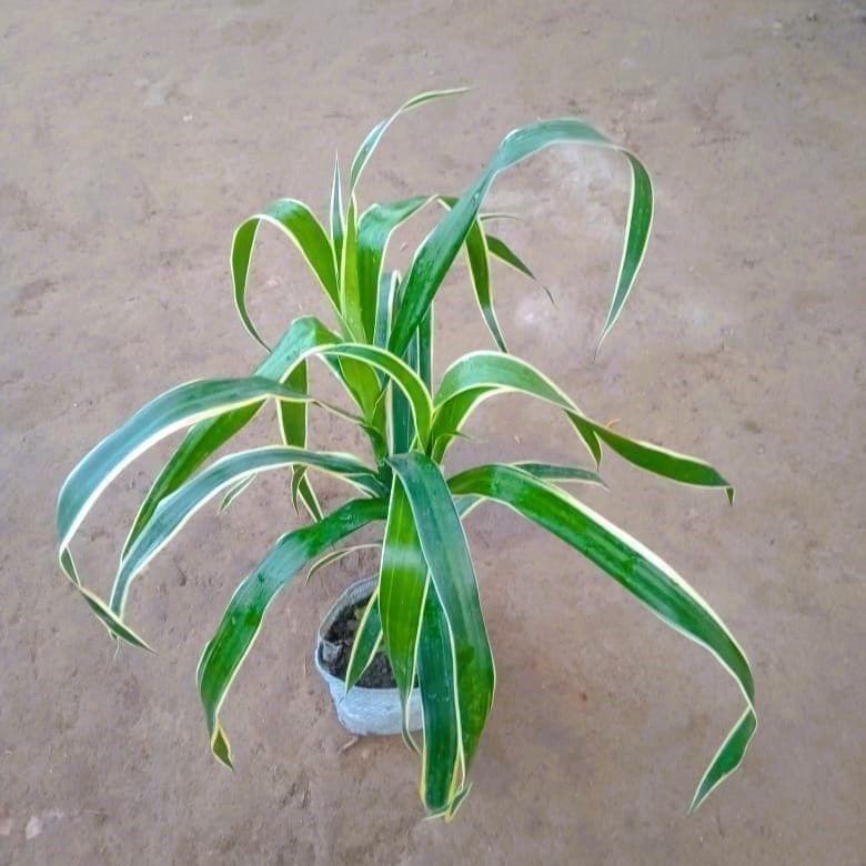 Dracaena Jamaica in 4 Inch Nursery Bag