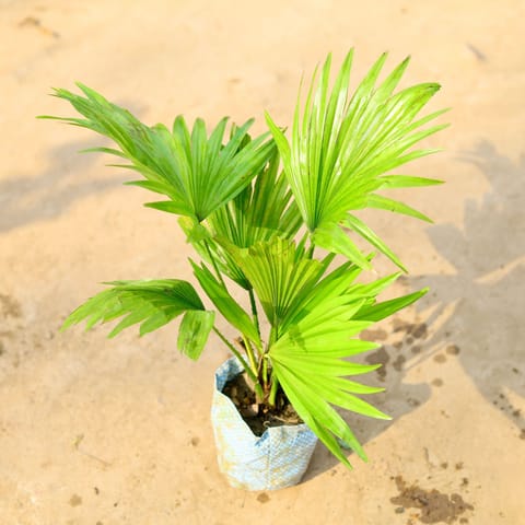 China / Fan Palm in 4 Inch Nursery Bag