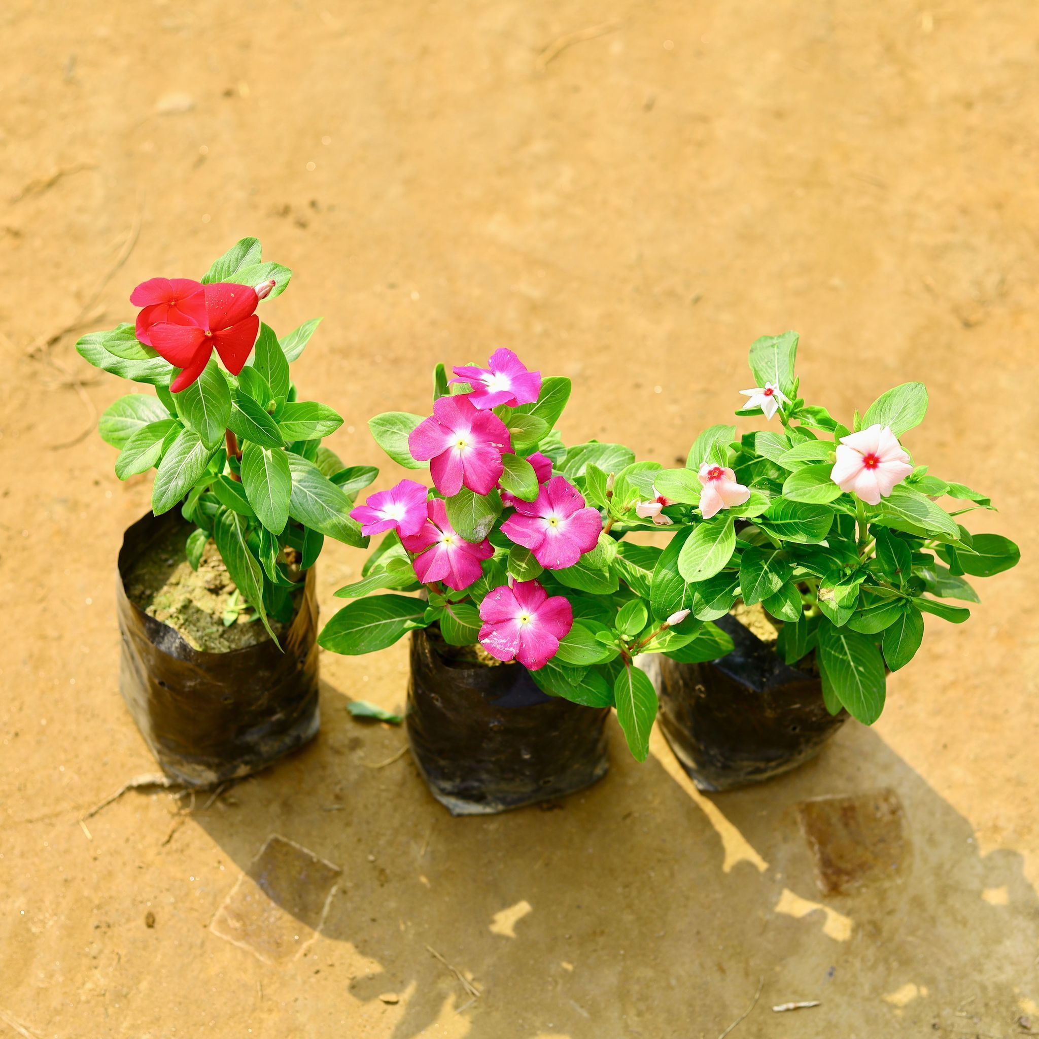 Set of 3 - Periwinkle / Sadabahar / Vinca Hybrid (any colour) in 4 Inch Nursery Bag