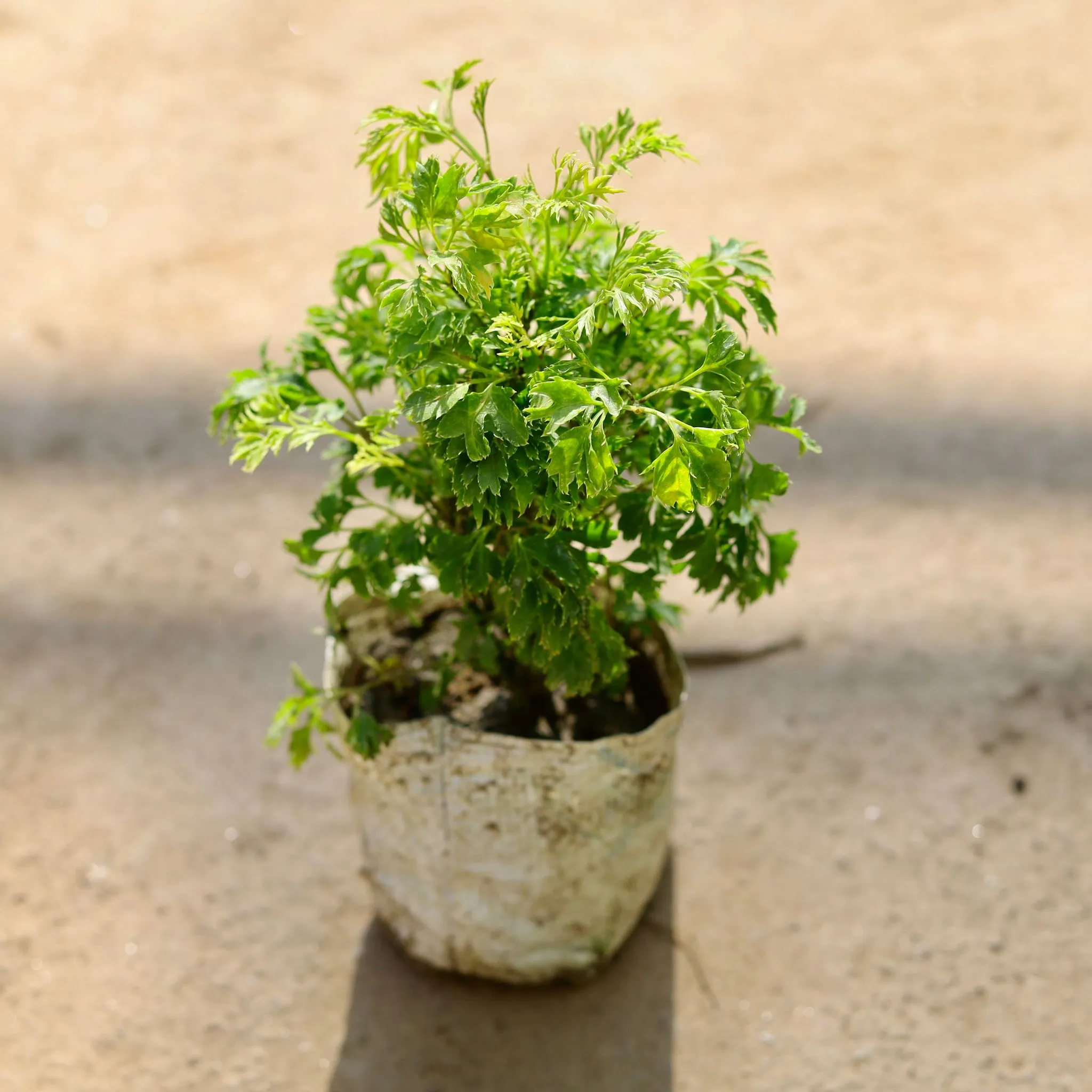 Aralia Neem in 4 Inch Nursery bag