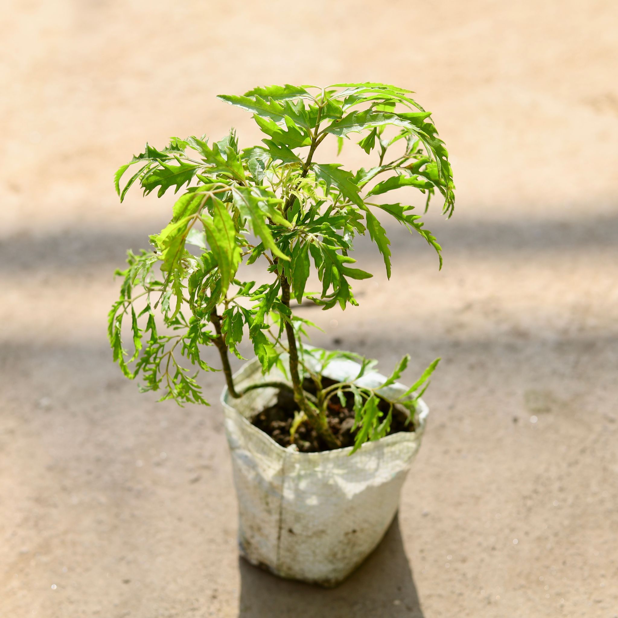 Aralia Neem in 4 Inch Nursery bag