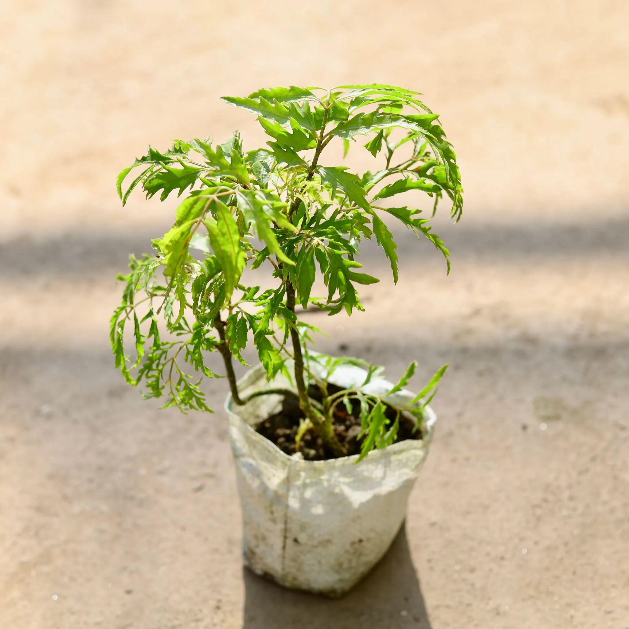 Aralia Neem in 4 Inch Nursery bag