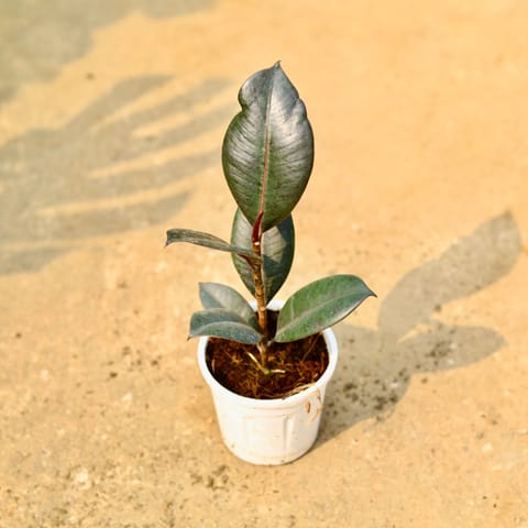 Rubber Black in 4 Inch White Nursery Pot