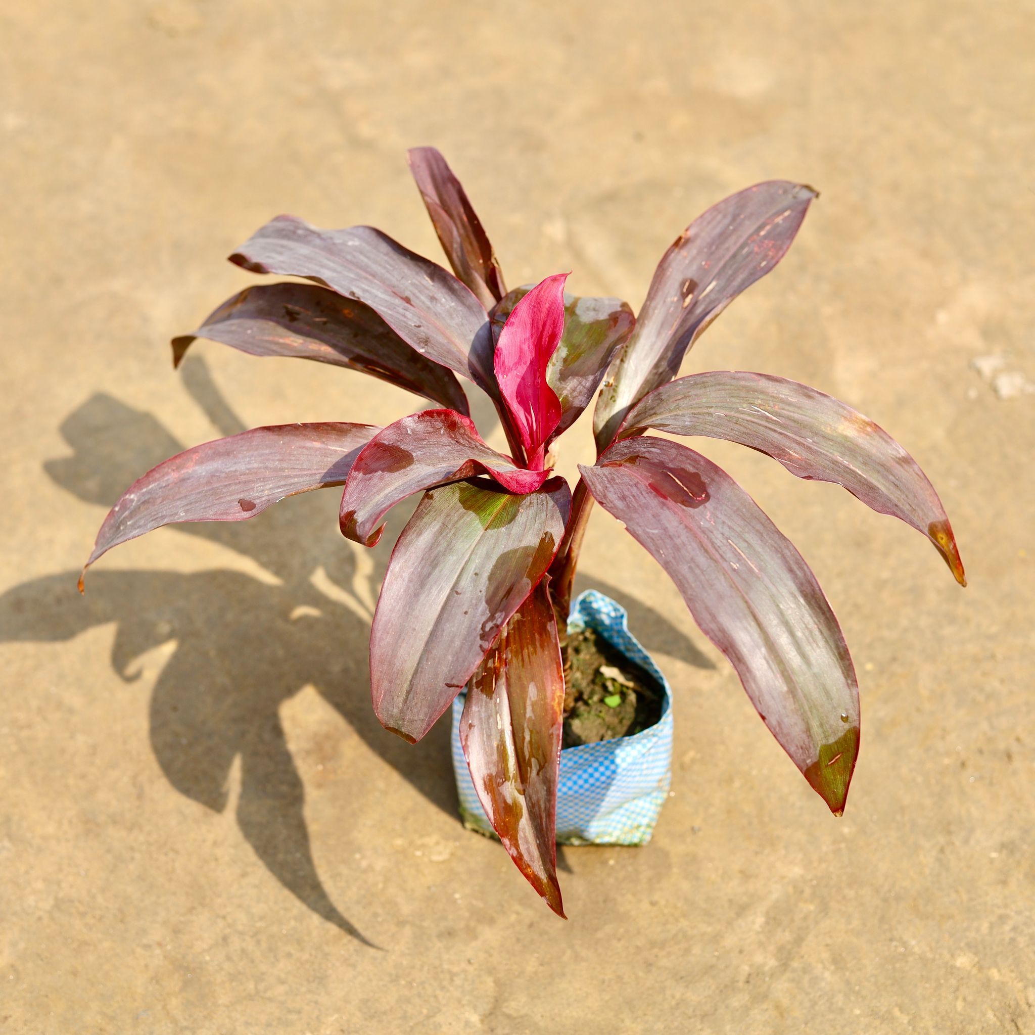Dracaena Rosea in 4 Inch Nursery bag