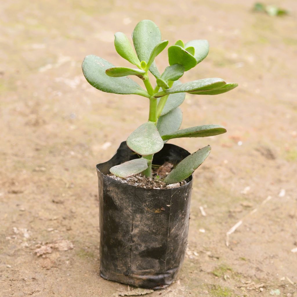 Buy Crassula Ovata Succulent in 3 Inch Nursery Bag Online | Urvann.com Crassula Ovata Succulent in 3 Inch Nursery Bag