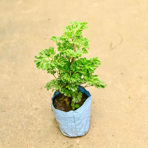 Aralia Bush in 4 Inch Nursery Bag