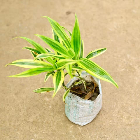 Song of India in 4 Inch Nursery Bag