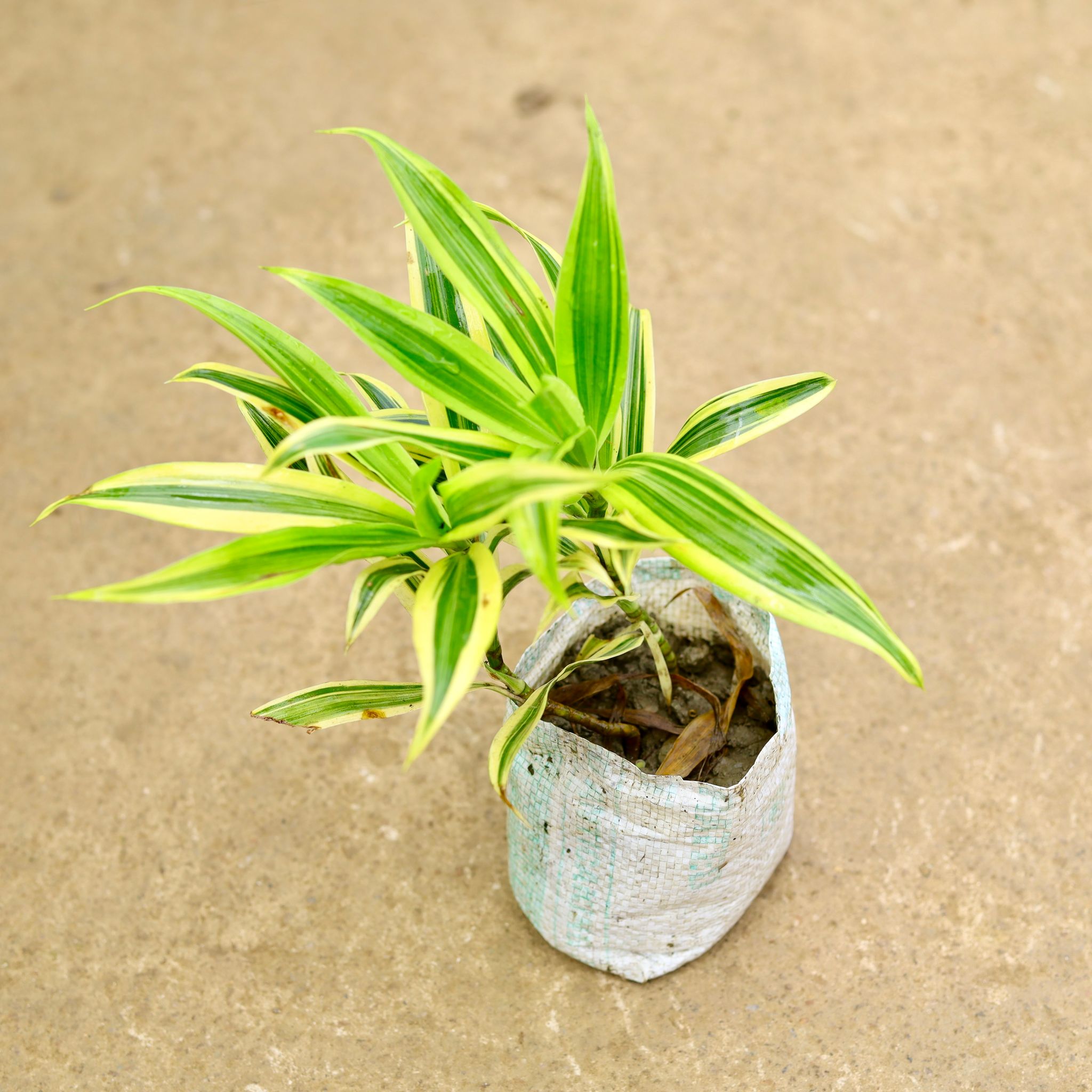 Song of India in 4 Inch Nursery Bag