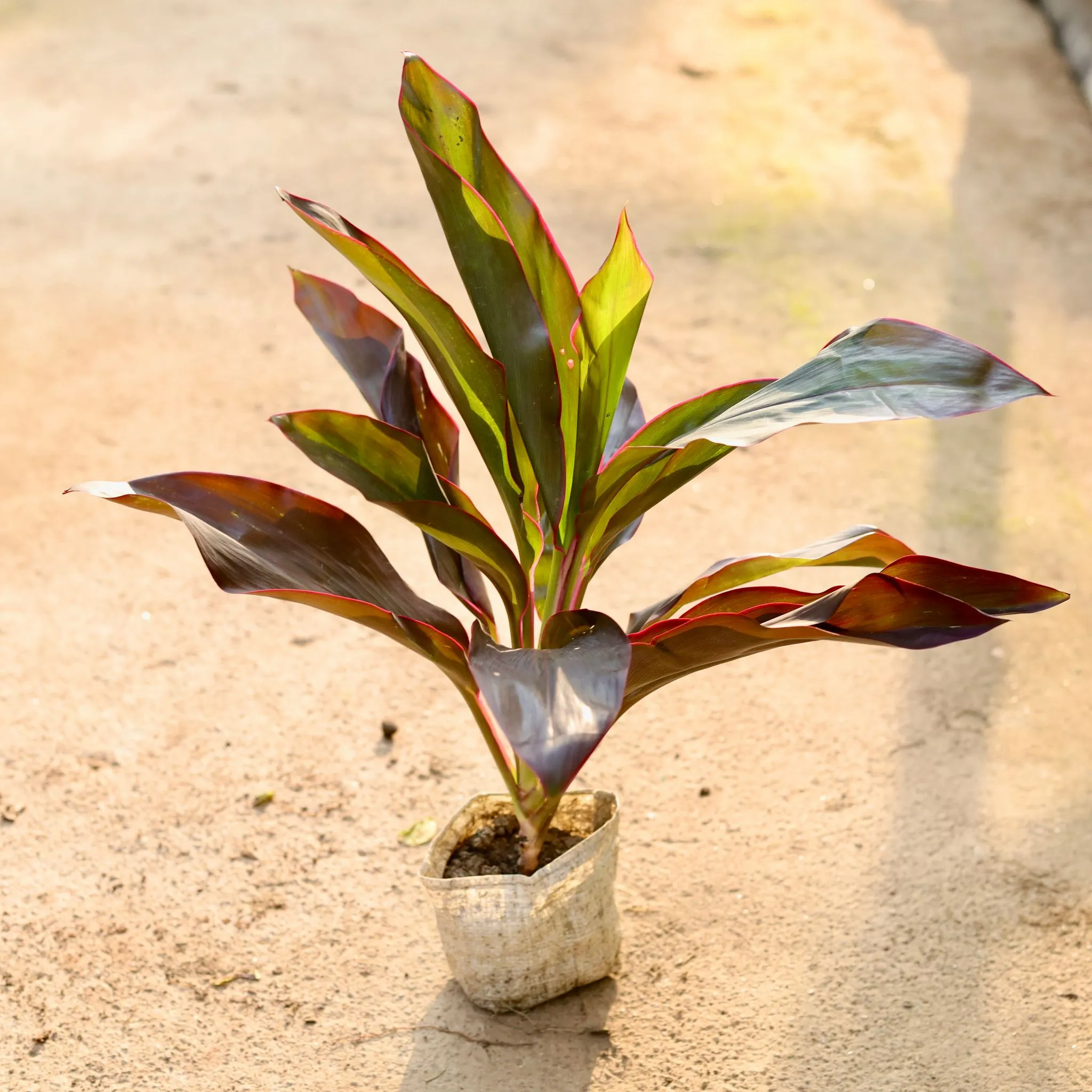 Dracaena Rosea in 4 Inch Nursery Bag