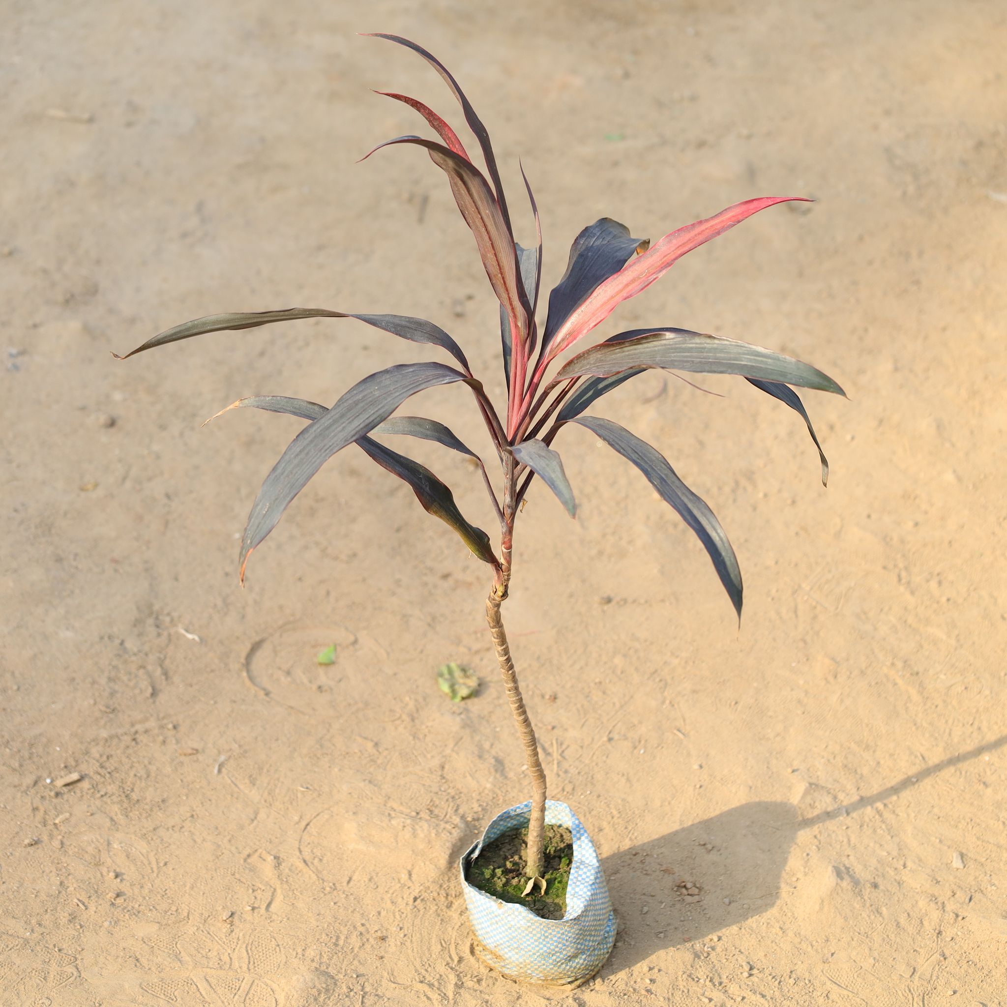 Dracaena Mahatma in 4 Inch Nursery Bag