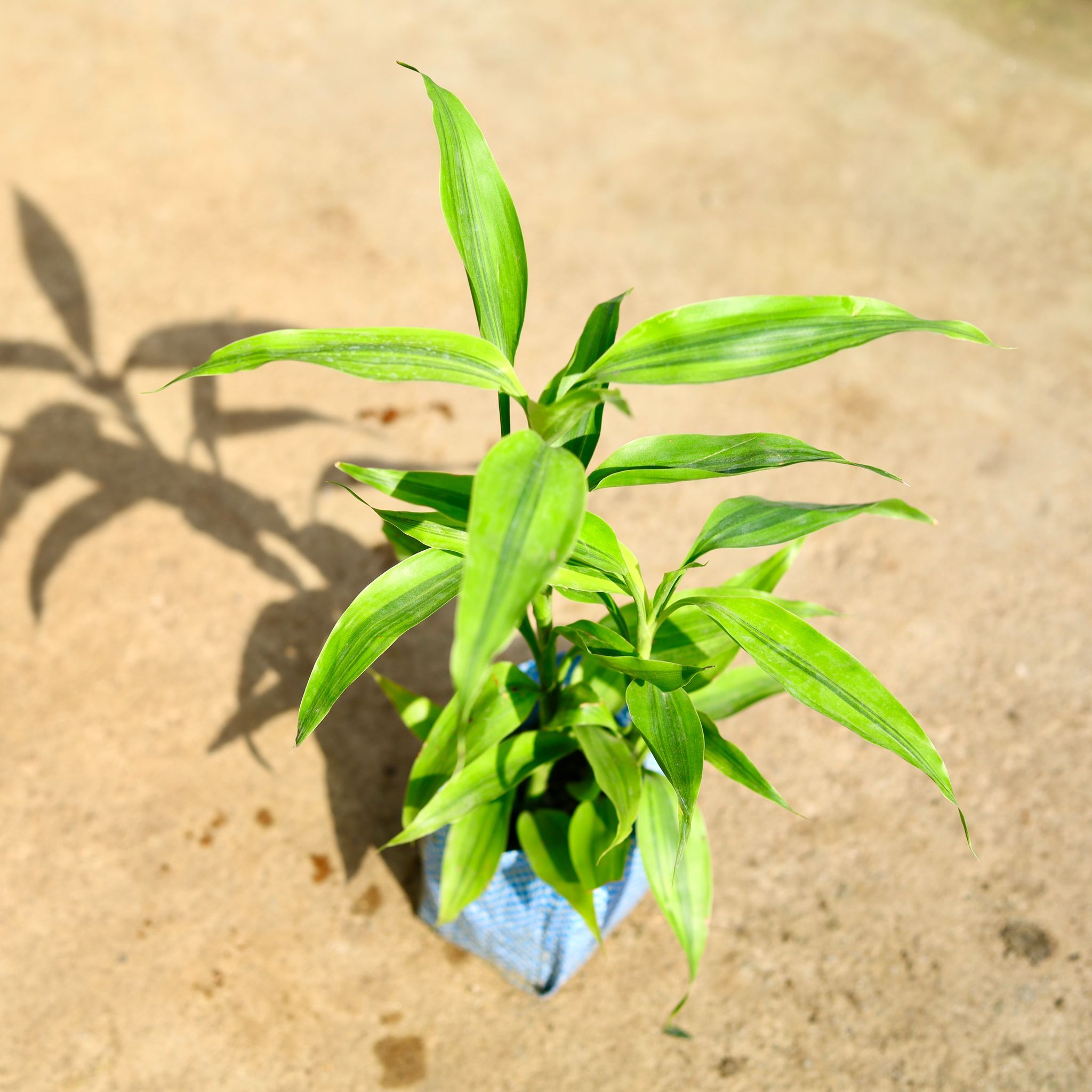 Lucky Bamboo in 4 Inch Nursery Bag