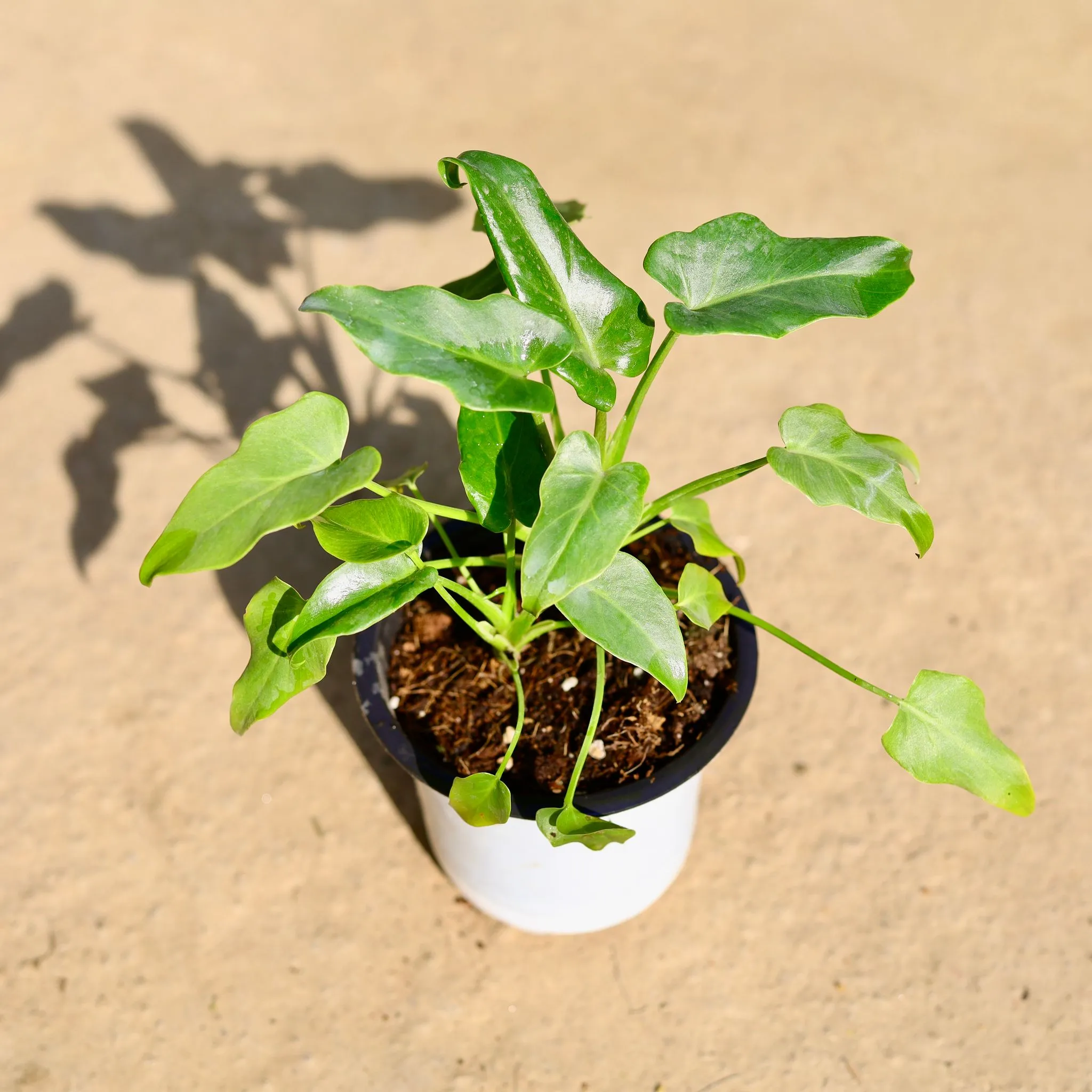 Xanadu in 4 Inch Nursery Pot