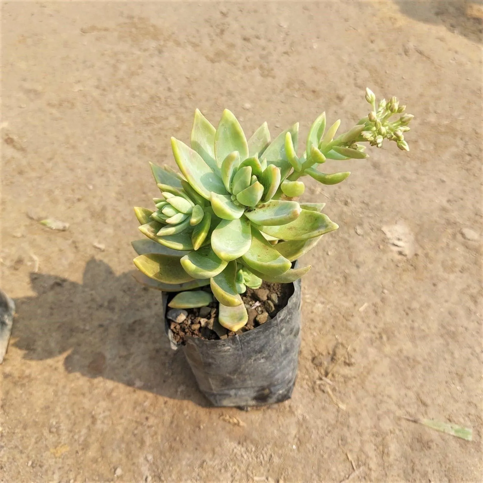 Sedum Baske Succulent in 3 Inch Nursery Bag