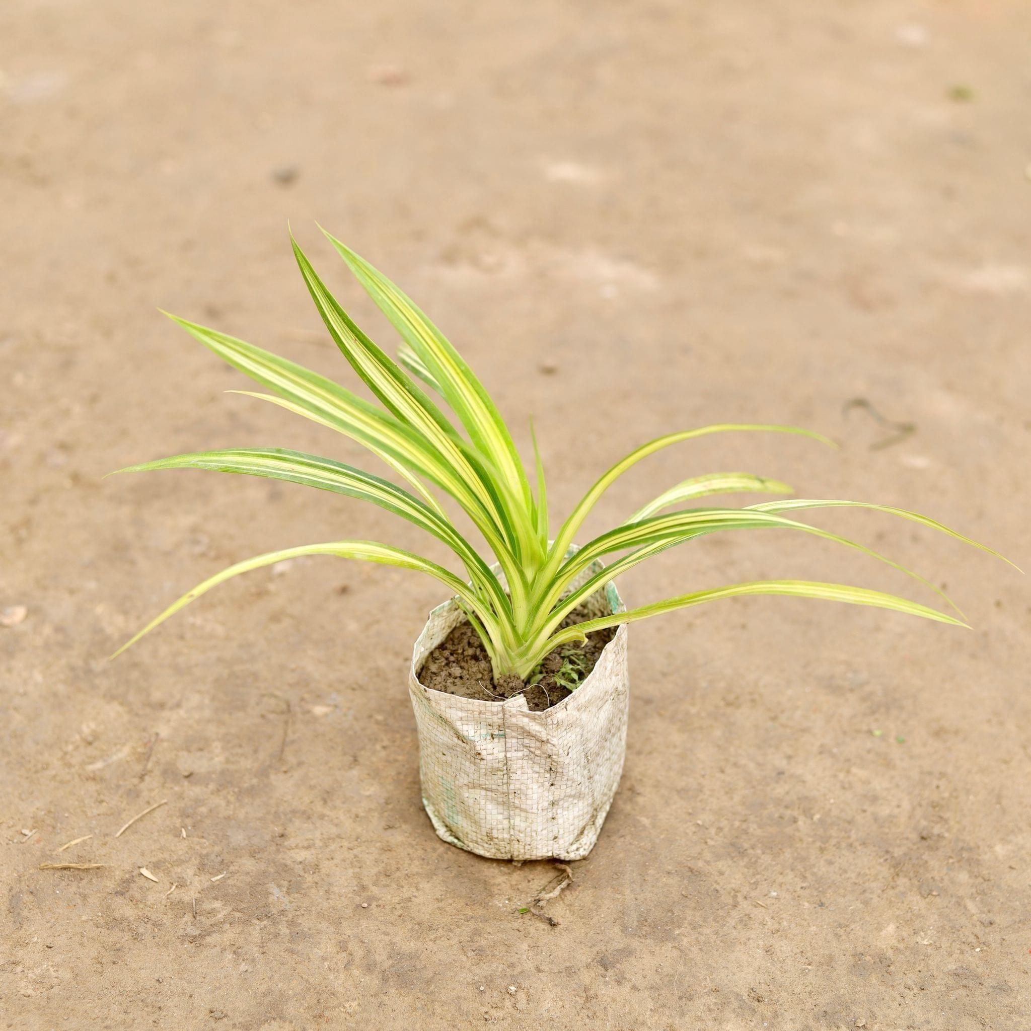 Golden Spider in 5 Inch Nursery Bag