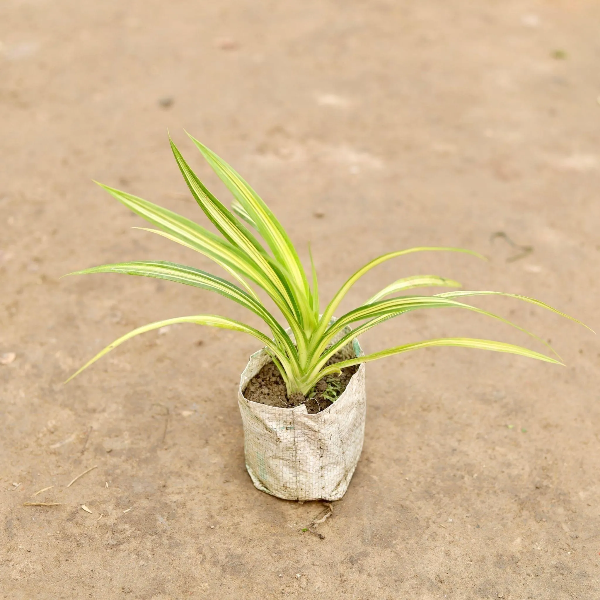 Golden Spider in 5 Inch Nursery Bag
