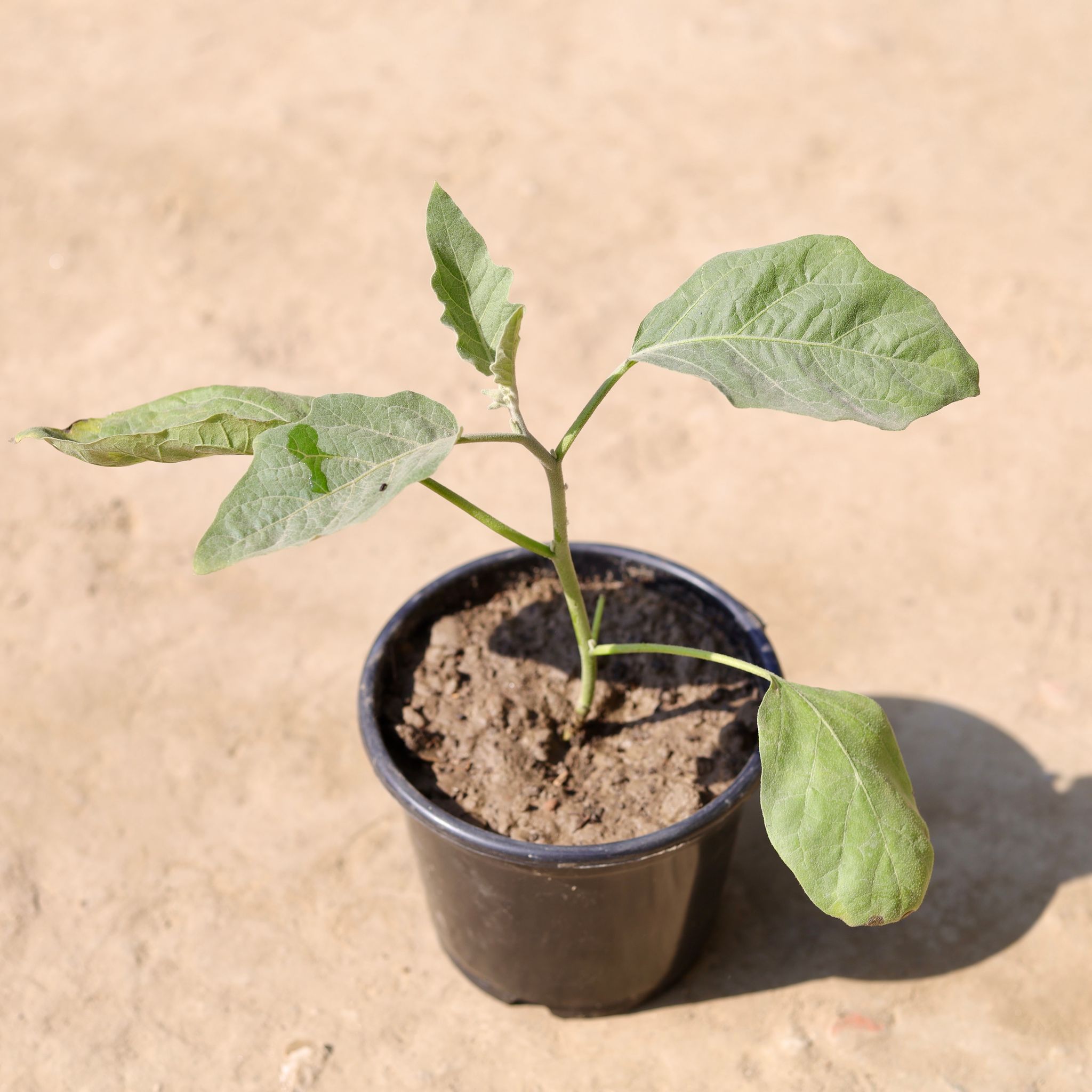 Brinjal / Baigan in 6 Inch Nursery Pot
